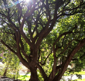 Moving the Values of Myth: A Reflection on Easter