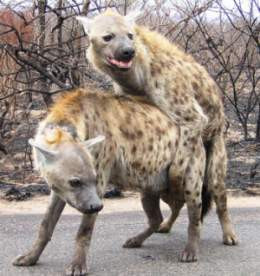 "Back off George, I've changed my mind."