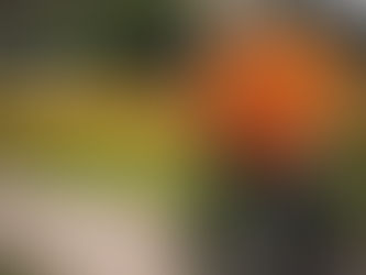 Significado flor de cempasuchil