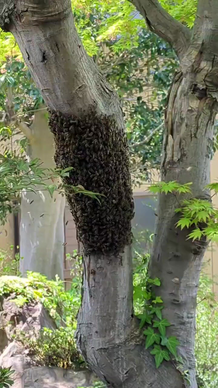 第47回　ぶんぶんぶん蜂がとぶ