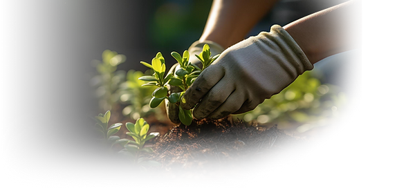 closeup-woman-s-hands-gloves-pruning-bushes_91128-3940 copy.png