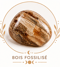 Bois fossilisé aux nuances brunes, associé à l'enracinement et à la stabilité