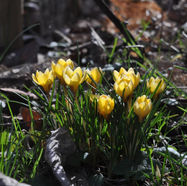 Gelbe Krokusblüten läuten den Frühling ein