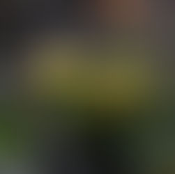 Gelbe Krokusblüten läuten den Frühling ein