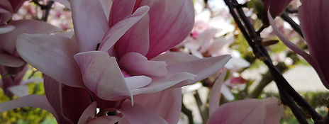 gartenalchemie-kraeuterernte-magnolie.jpg