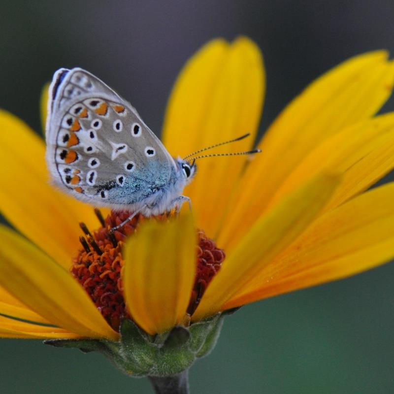 Bläuling in einem Sonnenauge