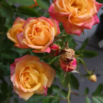 Beetrose Rose der Einheit