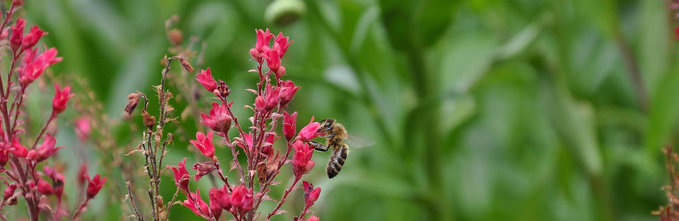 Biene im Zaubergärtli - Insektentränke, Vogelbäder und mehr - Keramik für die Gartenbewohner