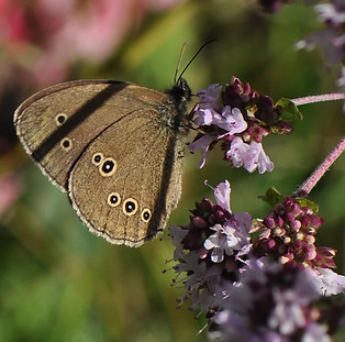 schmetterling-brauner-waldvogel-dost.jpg