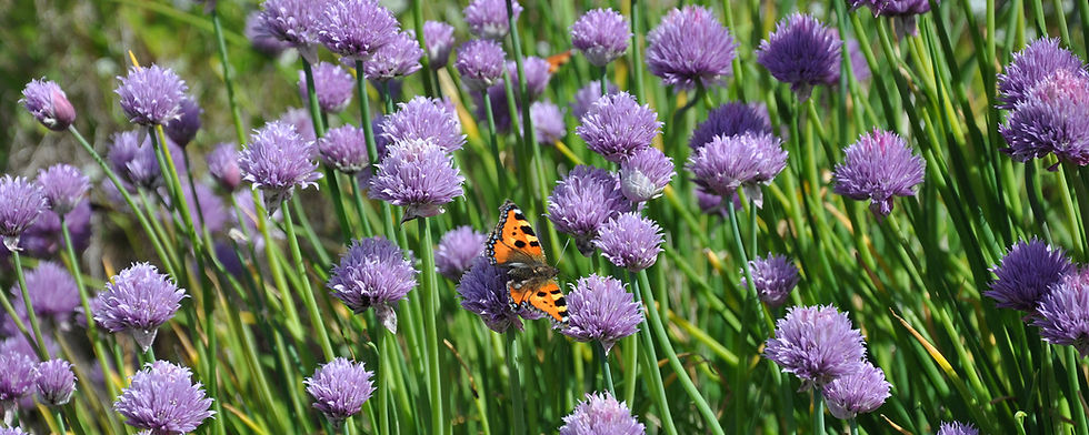 zaubergaertli-gartenkeramik-schnittlauchblueten-schmetterlinge