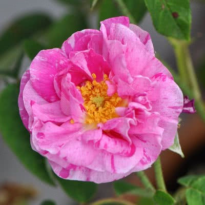 Historische Rose "Versicolor"