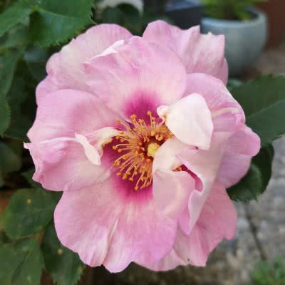 Strauchrose "Eyes for You"