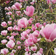 Essbare Magnolienblüten?