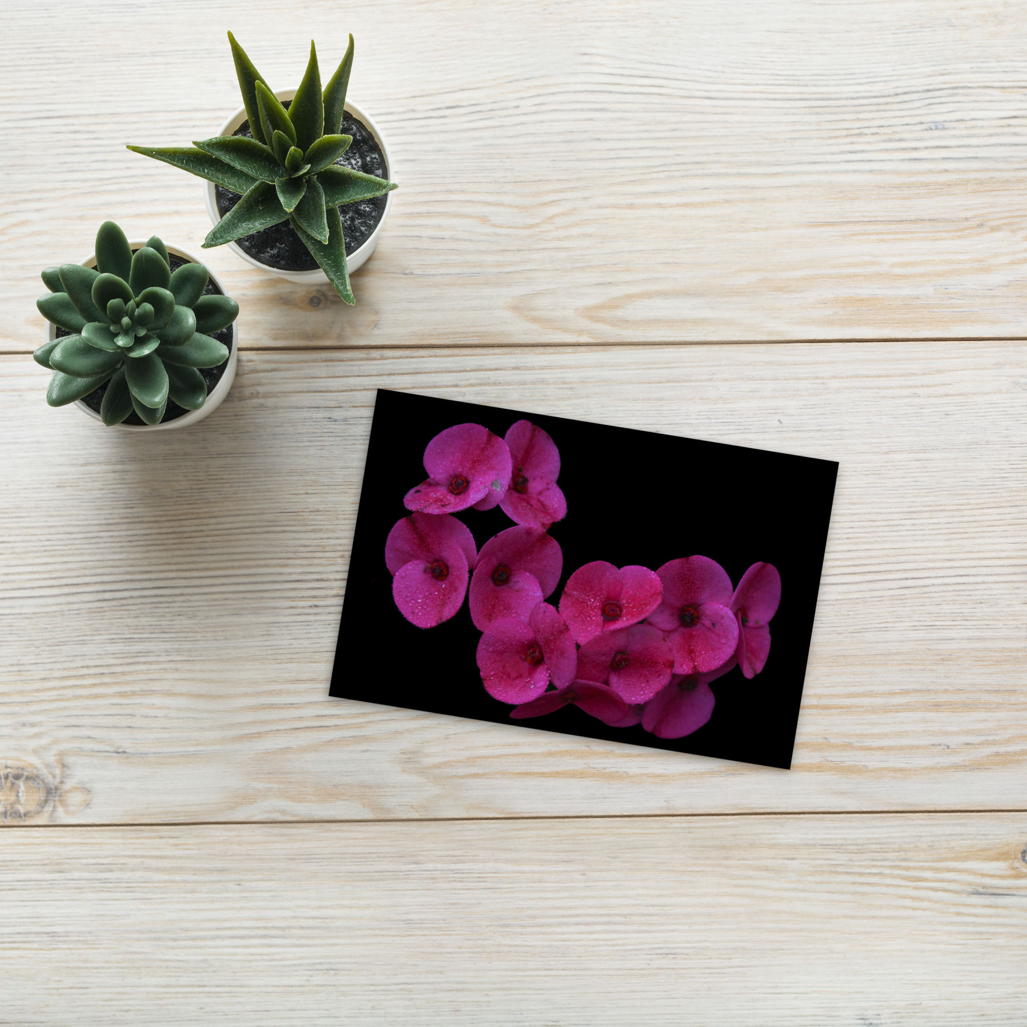 Standard Postcard Magenta flower with blacked out background