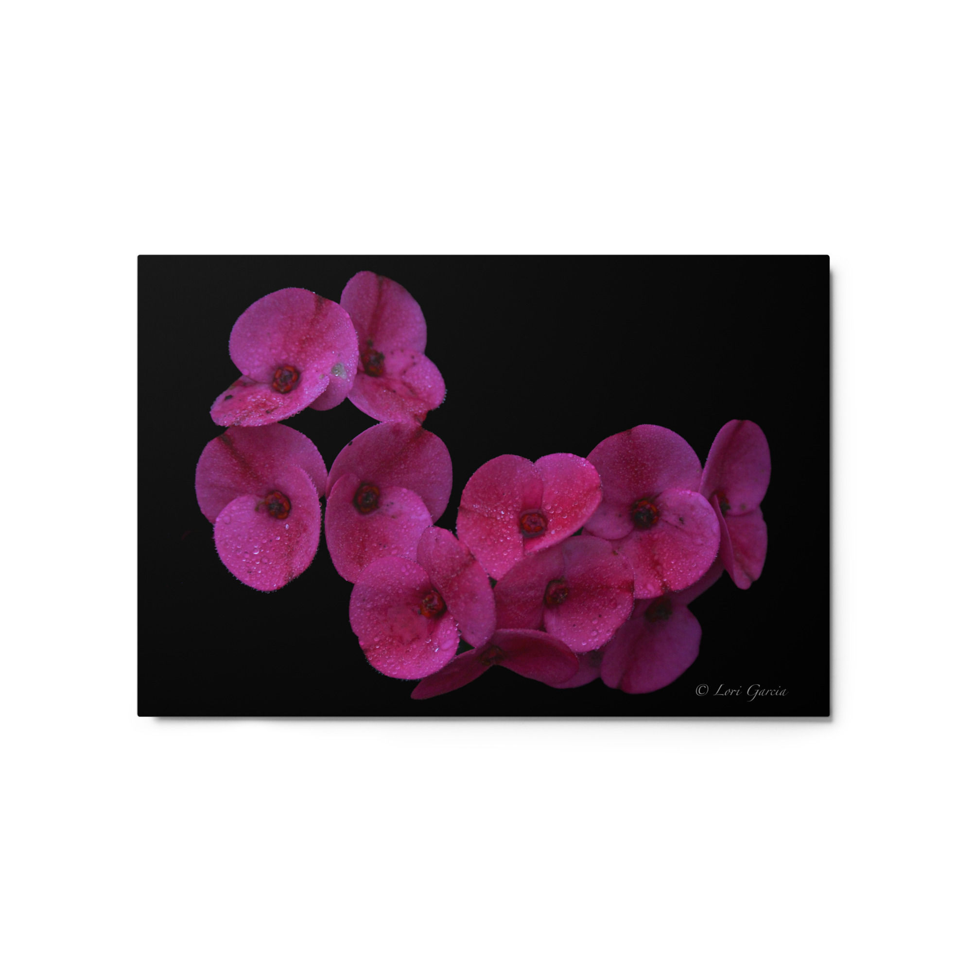 Metal prints magenta flower blacked out background