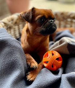 puppy, griffon, breeder, healthy
