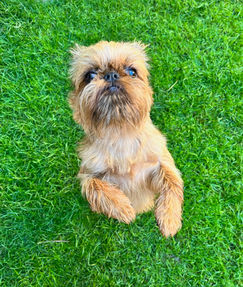 Brüsseler Griffon, Welpen, Hundezucht, Familienhunde