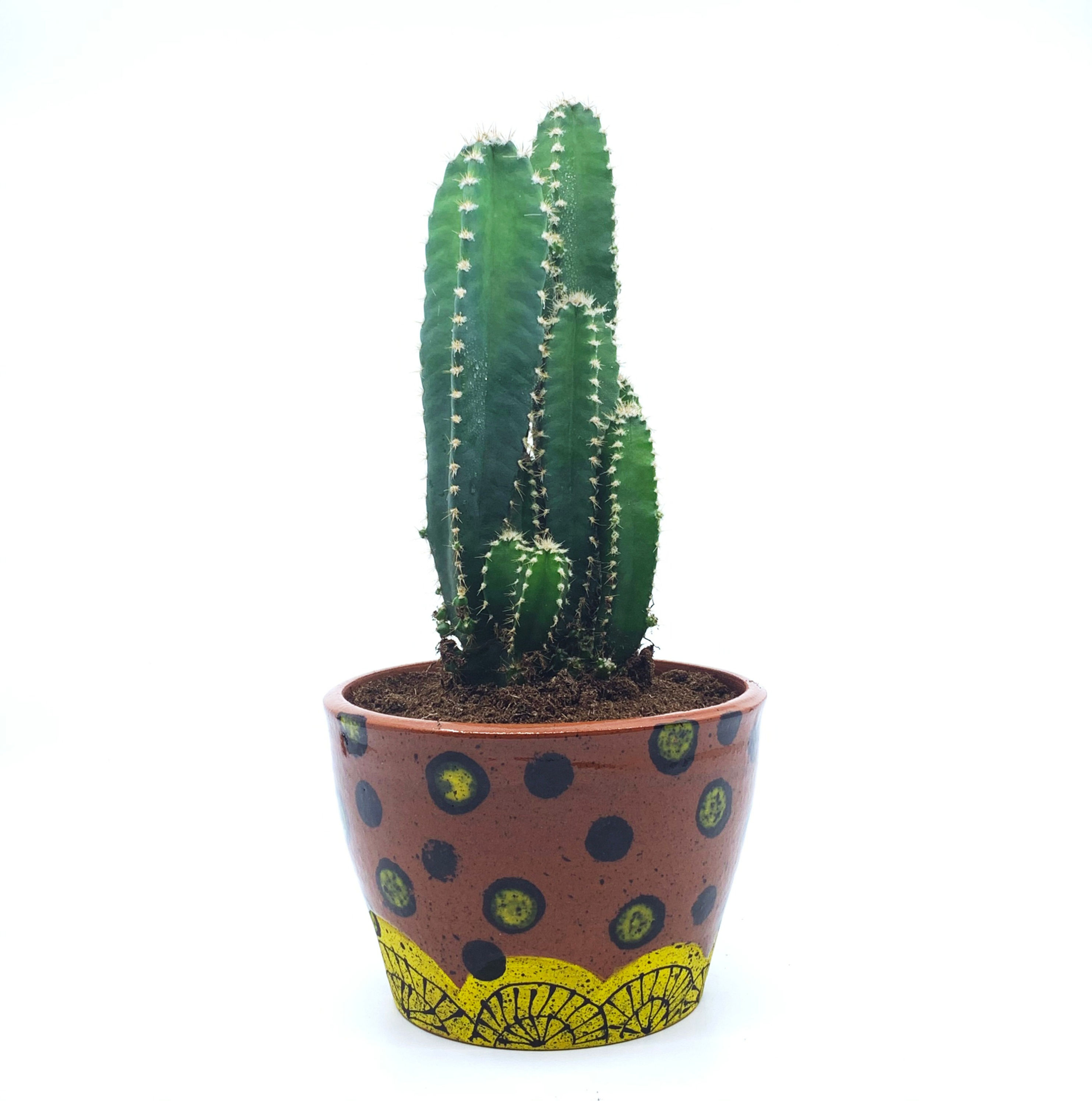 Dotty-Yellow Planter