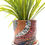 Thumbnail: Shades of Pink Planter