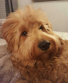 Fluffy light brown curly-haired doodle dog lying on soft gray blanket indoors, adorable curly-coated dog with big expressive