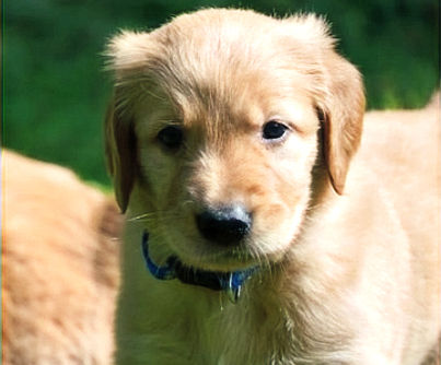 golden retriever pup for sale in South Jersey