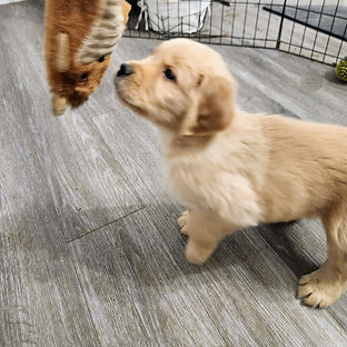 Golden Retriever puppy for sale playing indoors with a plush toy, showing a light golden c