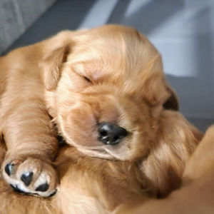 NJ Golden Retriever puppy from OFA-certified parents - home-raised with ENS and ESI at 24KT Retrievers