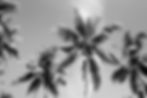 Palm Trees_edited.jpg