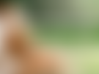 How to Maintain Leadership and Training with Multiple Dogs