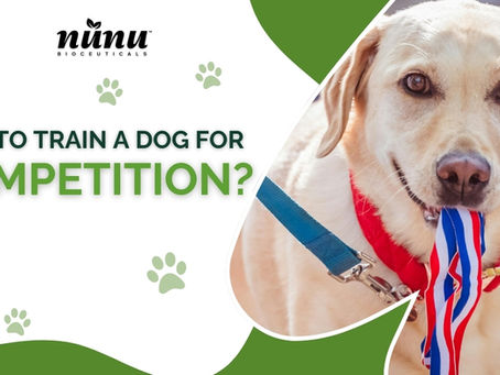 Training Your Dog for Competitive Sports