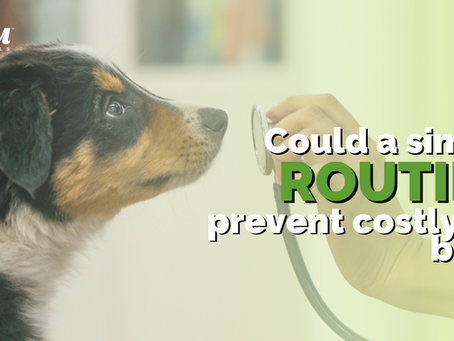 The Importance of Regular Health Checks for Your Dog