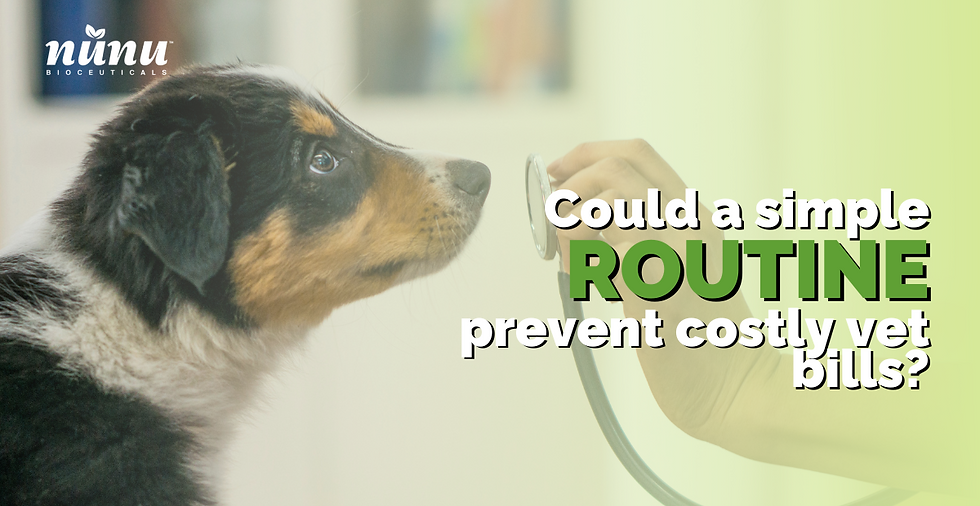 The Importance of Regular Health Checks for Your Dog