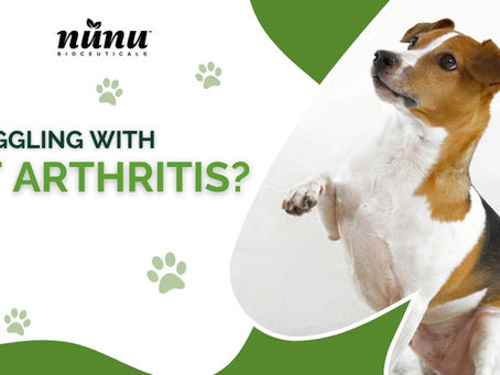 Nutraceutical Support for Rheumatoid Arthritis in Dogs