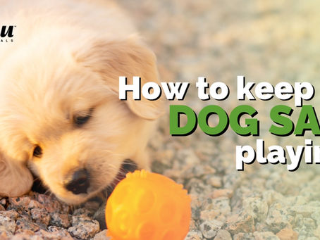 How to keep my dog safe playing?