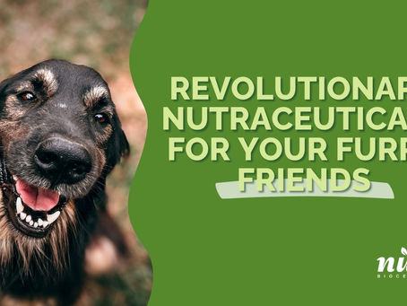 Pawsitively Happy: NUNU Bioceuticals' Pet Wellness Secrets