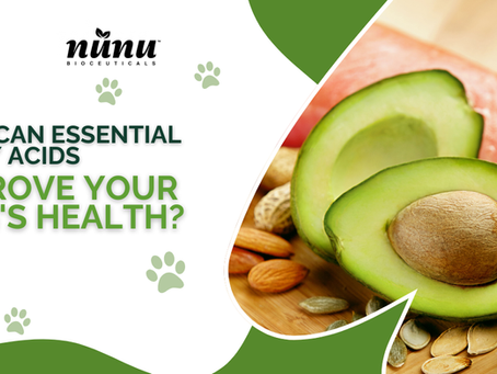 Essential Dietary Fat for Your Dog’s Health