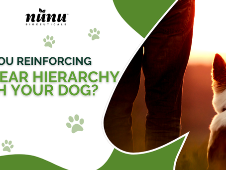 Managing Dominant Behaviors Effectively