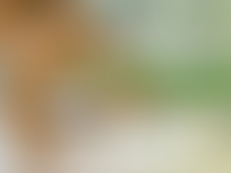 What You Need to Know about Carbohydrates in your Dog's Food