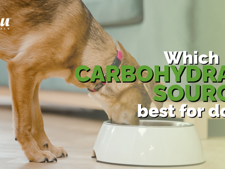 What You Need to Know about Carbohydrates in your Dog's Food