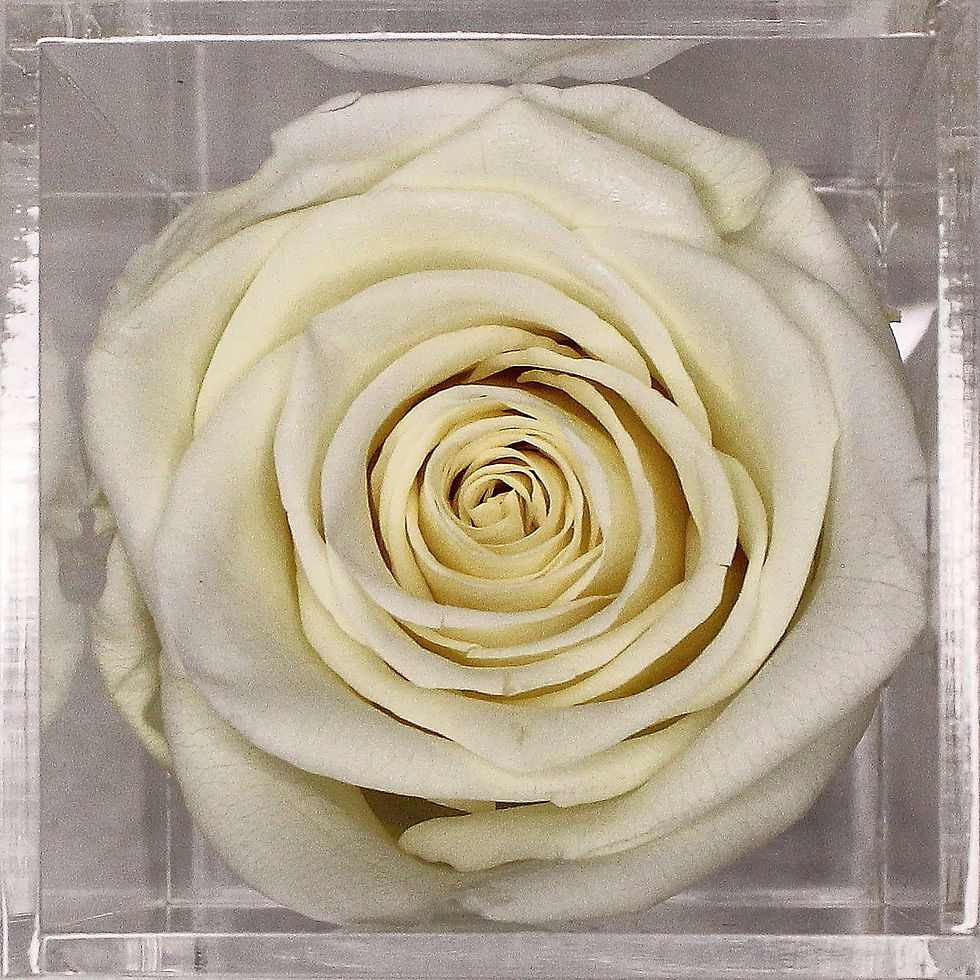 縮圖：Ivory Acrylic Rose Box Canada