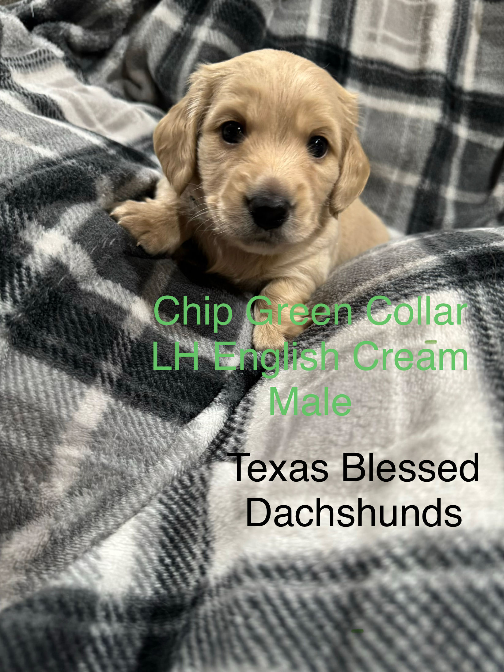 Chip LH English Cream Male
