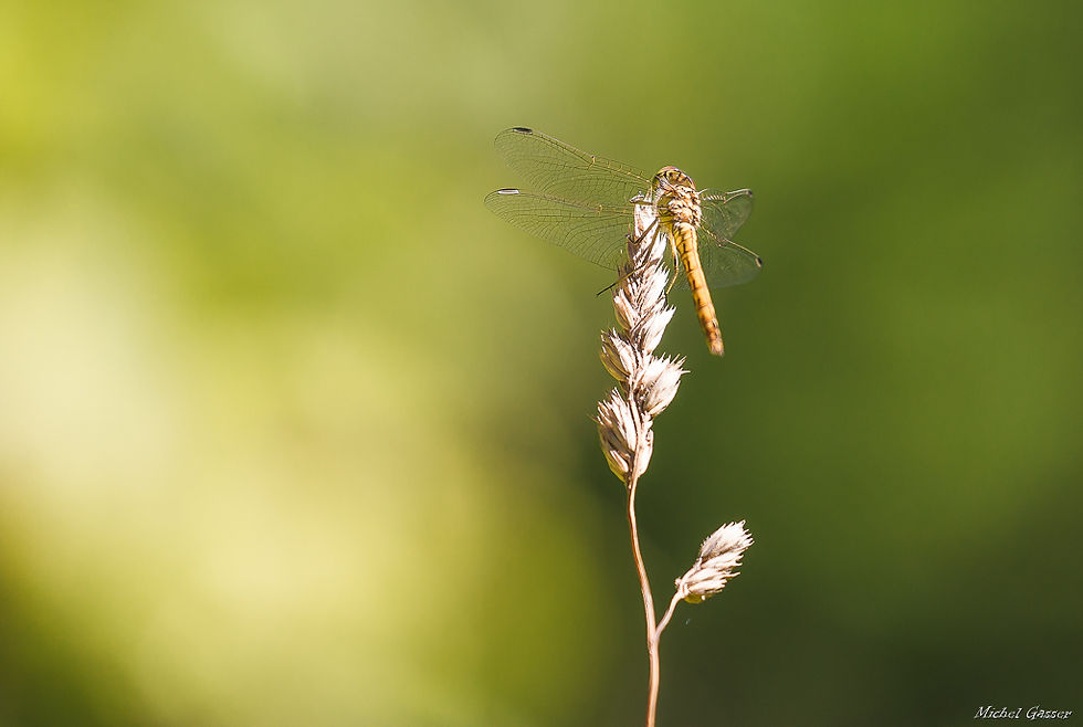 LIBELLULES