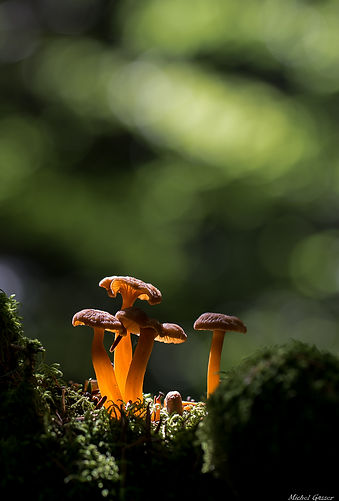 chanterelles.jpg