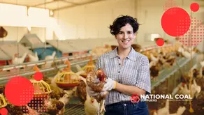 The image, titled "Using Coal for Boilers in the Poultry Industry," shows a person wearing a plaid shirt and gloves, holding a chicken in a modern poultry farm. The background features rows of chickens in cages, with a blurred view of the farm's interior, including feeding systems and lighting. The image includes a logo in the bottom right corner that reads "NATIONAL COAL Suppliers" with the tagline "QUALITY COAL PRODUCTS," suggesting the use of coal in heating or powering the farm's operations. Red circular patterns with dotted textures are overlaid across the image, adding a decorative element.