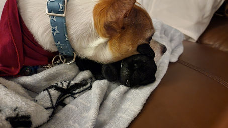 Changes a Month After My Senior Dog Died