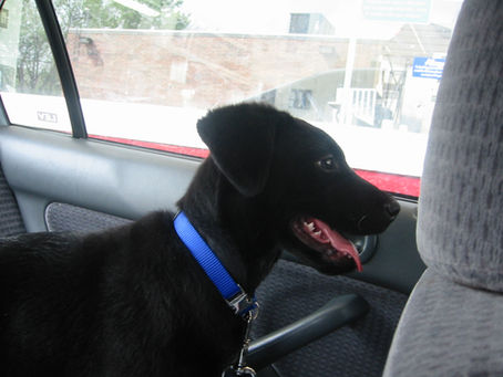 A Shadow Story: Boarding After Giving Up My Dog