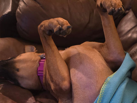 Dog Lying Belly-Up on a Couch