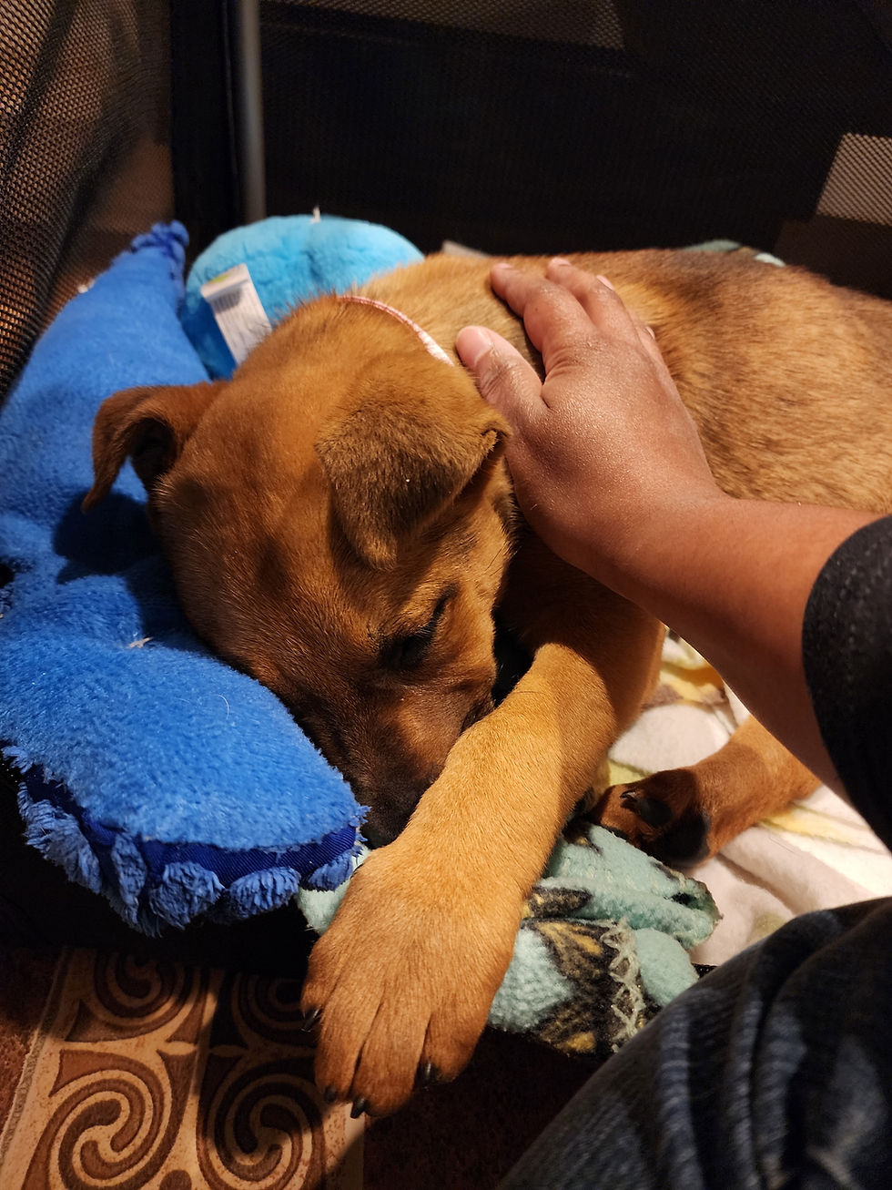 Hand on Sleeping Puppy