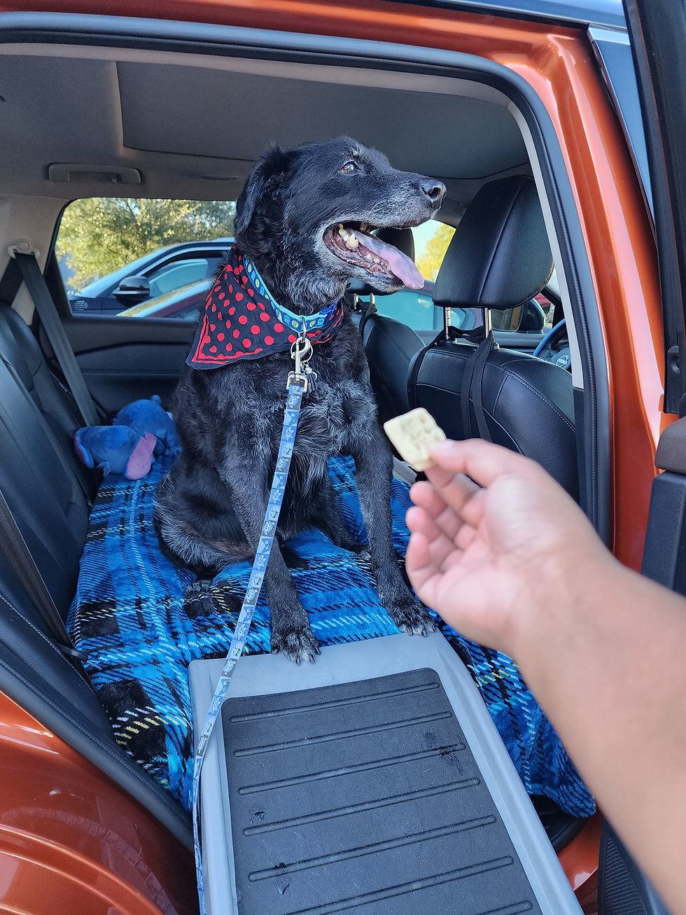 Senior Dog an Hour Before Passing Away