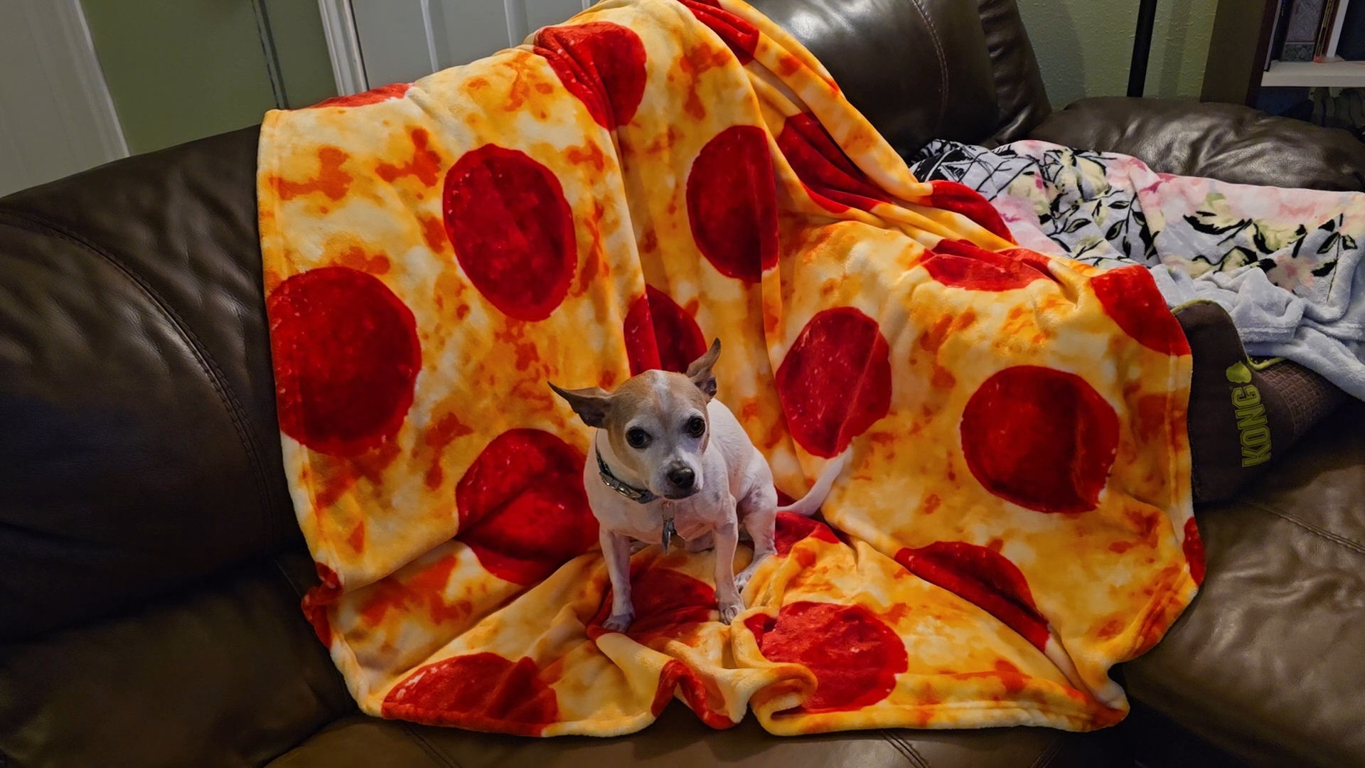 Small Dog on Pizza Blanket